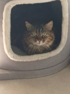 Photo de galerie - Je m'occupe de ce chat depuis deux semaines. 