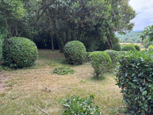 Photo de galerie - Taille de haies en rond 