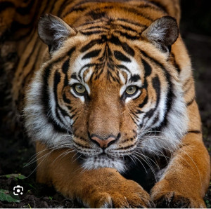 Photo de galerie - ..........'''.....,‹...