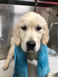 Photo de galerie - Toilettage 