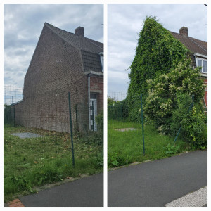 Photo de galerie - Enlèvements de lierre