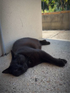 Photo de galerie - Garde de chat 