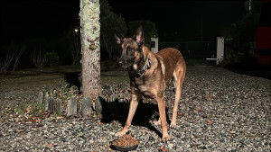Photo de galerie - Malinois