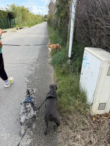 Photo de galerie - Promenade