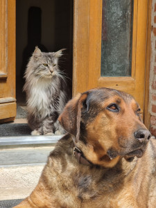 Photo de galerie - Goliath et Saïko 