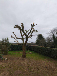 Photo de galerie - Elagage et coupe d'arbres