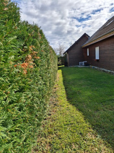 Photo de galerie - Taille d'une haie 