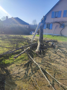 Photo de galerie - Coupe d’arbres 