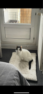 Photo de galerie - Cookie 