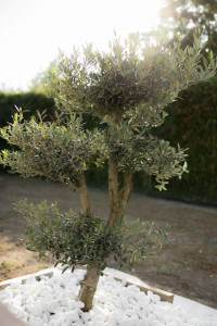 Photo de galerie - Elagage et coupe d'arbres