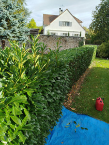 Photo de galerie - Taille de haie avant et après 