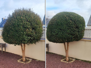 Photo de galerie - Taille de haies et d'arbustes