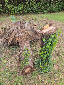 Photo de galerie - Abattage du palmier. 