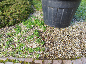 Photo de galerie - Désherbage 