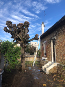 Photo de galerie - Élagage