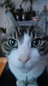 Photo de galerie - Mon chat Denzel 16 ans