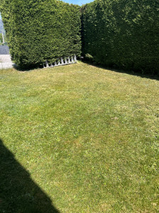 Photo de galerie - Tonte de pelouse 