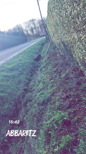 Photo de galerie - Taille de haie de sapin 