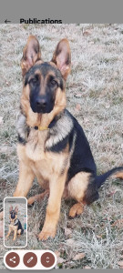 Photo de galerie - Le petit dernier, Apache en garde pendant 2 semaines ?