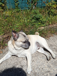Photo de galerie - Garde d'un adorable carnin. 
Un grand plaisir d'avoir partagé plus de 15 jours avec lui