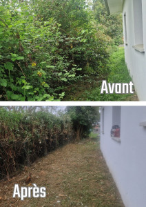 Photo de galerie - Rattrapage de haie jamais entretenu