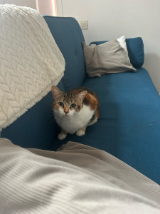 Photo de galerie - Visite à domicile 1 fois par jour sur trois jours pour un chat craintif, (câlin, changement de gamelle d’eau, remplissage de la gamelle de croquettes, pâté et nettoyage de litière)