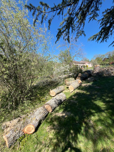 Photo de galerie - élagage 