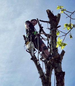 Photo de galerie - Elagage et coupe d'arbres
