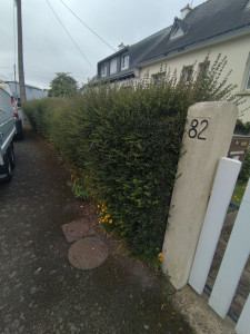 Photo de galerie - Taille de haies et d'arbustes