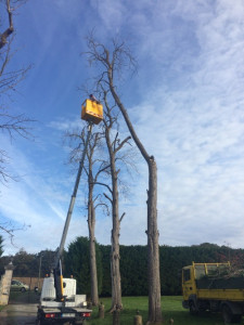 Photo de galerie - élagage et coupe d’arbres