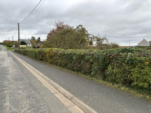Photo de galerie - Taille de 20 cm de haie qui chevaucher sur le trottoir