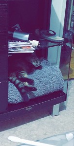 Photo de galerie - Garde d une jeune chatoune à son domicile 