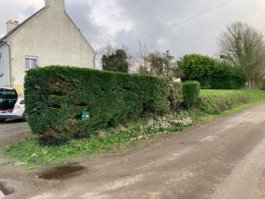 Photo de galerie - Visuel après la taille 