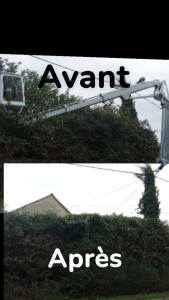 Photo de galerie - Elagage et coupe d'arbres