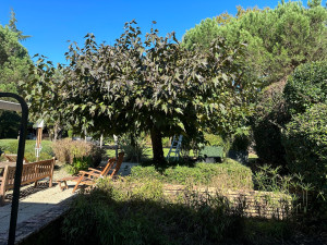 Photo de galerie - Mûrier, platane avant la taille