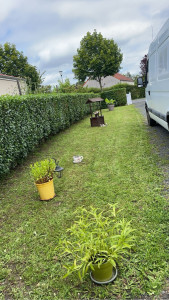 Photo de galerie - Tombe de pelouse et taille de haie