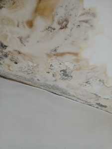 Photo de galerie - Peinture - Tapisserie