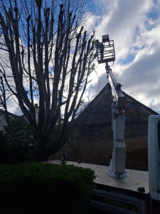 Photo de galerie - Elagage et coupe d'arbres