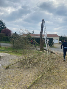 Photo de galerie - Abattage d’un bouleau