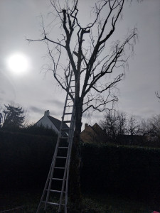 Photo de galerie - Elagage et coupe d'arbres