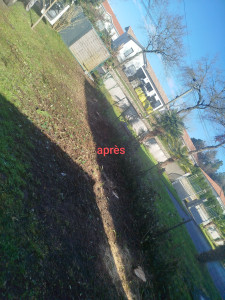 Photo de galerie - Elagage et coupe d'arbres