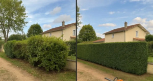 Photo de galerie - Taille de haies et d'arbustes