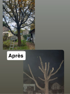 Photo de galerie - élagage 