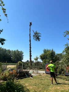 Photo de galerie - Elagage et coupe d'arbres