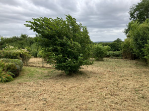 Photo de galerie - Tonte de pelouse - Débroussaillage