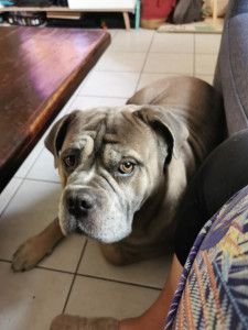 Photo de galerie - Garde chien