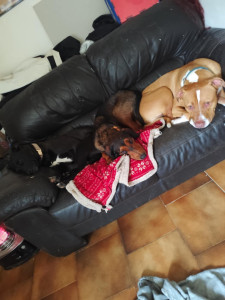 Photo de galerie - Dobby gin et rocket 