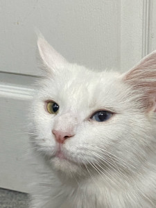 Photo de galerie - Garde chat