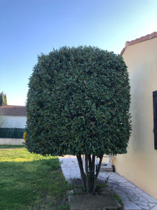 Photo de galerie - Elagage et coupe d'arbres