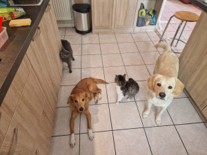 Photo de galerie - Garde chien